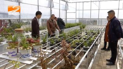 V视| 温泉村：创建西游记兰博园 繁荣村级兰花产业
