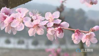 【徜徉“花花”世界 共赏诗画广水】在那桃花盛开的地方，是我可爱的故乡！