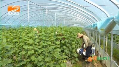 V视| 《希望的田野上》府河镇涢潭铺村：新技术助力蔬菜产业高质量发展