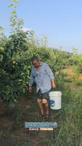 #融媒体公益行 随县澴潭镇一残疾果农 10 余年，把荒山种成梨园！梨熟了！快来买！购买电话（微信同号）：18672231615李先生；导航地址：随县澴潭镇杨家塆#随州#澴潭镇#梨子