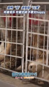 蛋鸭“住”进智能“公寓”  听着音乐 吹着空调 不要太happy