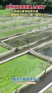 随州又双叒叕要上央视了 央视记者体验养水蛭 均川镇柳树河村的“蛭”富经火了