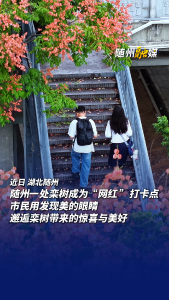 随州一处栾树成为“网红 ”打卡点 ，市民用发现美的眼睛，邂逅栾树带来的惊喜与美好！