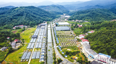 青山绿水间，一朵菇的绿色蝶变