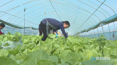  【越·广水】大棚蔬菜鲜味浓  广水“菜篮子”量足质优