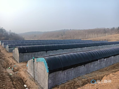 殷店镇：小香椿孕育大产业