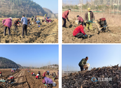 田垄间种出“致富参”, 洪山镇特色产业 联农增收暖寒冬