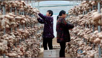 吉祥寺村：香菇丰收产销旺 喜迎新春开门红