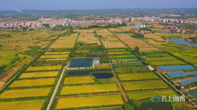 广水：沃野织锦绣 “三农”赋新篇