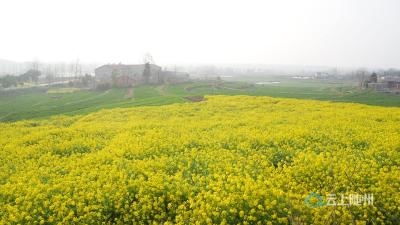 羊肚菌丰收 油菜花飘香 洪山镇秋冬播作物迎来春季好“丰”景
