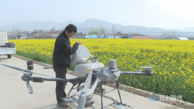 科技护田  广水10万亩油菜吃上空投“营养餐”