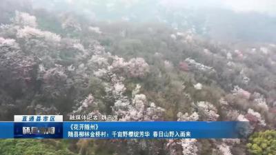 《花开随州》随县柳林金桥村：千亩野樱绽芳华 春日山野入画来