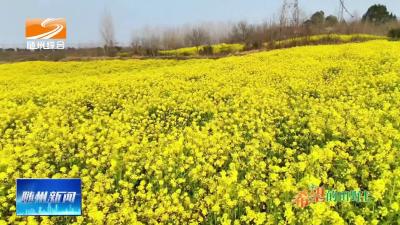V视| 《希望的田野上》羊肚菌丰收 油菜花飘香 洪山镇秋冬播作物迎来春季好“丰”景