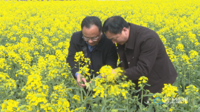 广水：专家团精准指导花期关键技术 助力粮油丰产