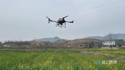 无人机“飞防”护油菜 智慧农业促春收