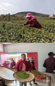 洪山镇：茶山叠翠采茶忙 乌龙观里茗香远