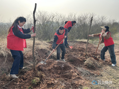 曾都区府河初级中学教师志愿者参加镇政府植树活动