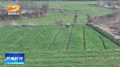 V视| 《春耕正当时》随县：田畴焕新颜 沃野生金浪