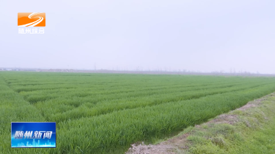 V视| 曾都区淅河镇虹桥村：千亩小麦长势旺 粮田丰产增收稳