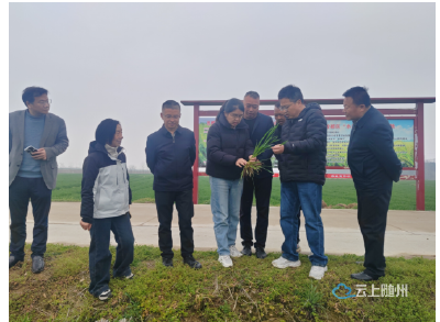 春管正当时！曾都区抓实科学施肥 精准发力提升小麦单产