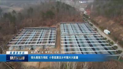 领头雁接力领航 小香菇激活乡村振兴大能量