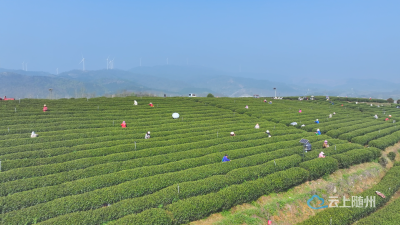 广水：春染茶山采茶忙