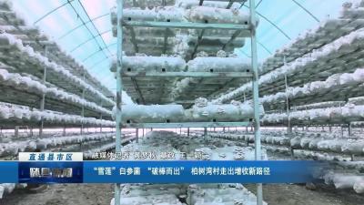 “雪莲”白参菌 “破棒而出” 柏树湾村走出增收新路径