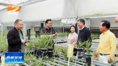 V视| 张涛调研兰花产业链建设时强调  坚持统筹推进延链补链   做大做强做优兰花产业