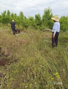 抗旱保果“喷”力全开 实干赋能乡村振兴