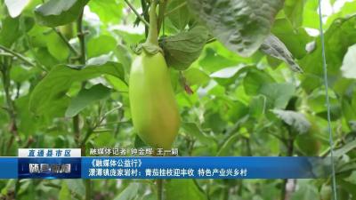 《融媒体公益行》澴潭镇庞家岩村：青茄挂枝迎丰收 特色产业兴乡村