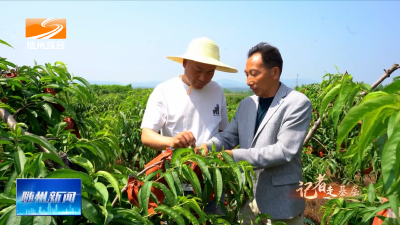 V视| 《记者走基层》随州首个乡村黄桃直供山姆超市