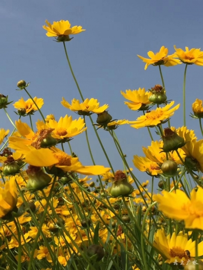 关庙格桑花开得正盛 真是浪漫到心都要化了 约吗？