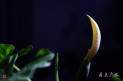 仅一背影，亦能倾国倾城