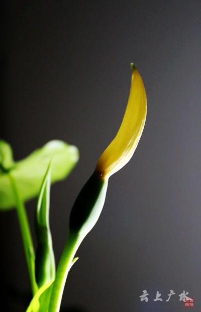 仅一背影，亦能倾国倾城