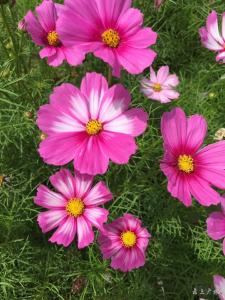 关庙格桑花开得正盛 真是浪漫到心都要化了 约吗？