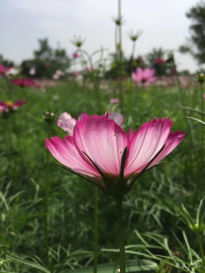 关庙格桑花开得正盛 真是浪漫到心都要化了 约吗？