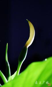 仅一背影，亦能倾国倾城