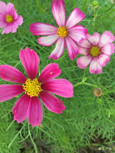 关庙格桑花开得正盛 真是浪漫到心都要化了 约吗？