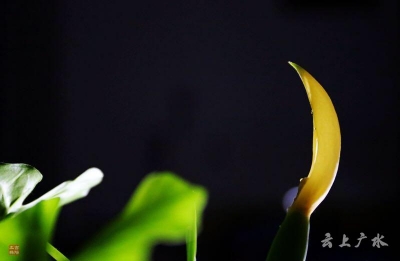 仅一背影，亦能倾国倾城