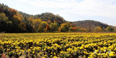 美哭了！桃源秋色，随手一拍就是大片......