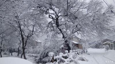 三潭美不美，只有雪知道