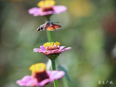 草长莺飞 赏花正当时
