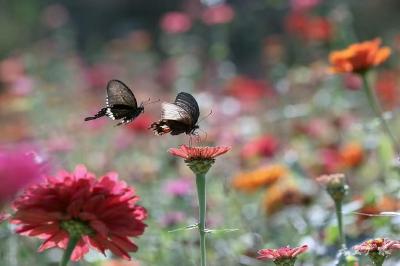 草长莺飞 赏花正当时