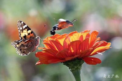 草长莺飞 赏花正当时