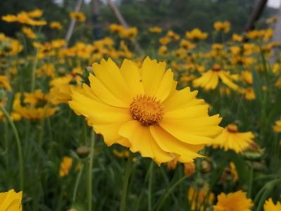 花丛旁 捕捉萌宝一枚