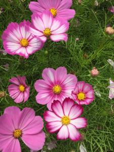 太美 | 关庙梅庙格桑花开启霸屏模式！