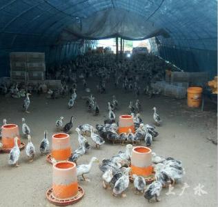 快乐的小鸭子 嘎嘎嘎……