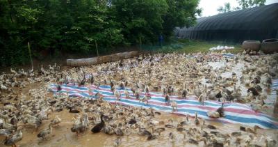 快乐的小鸭子 嘎嘎嘎……