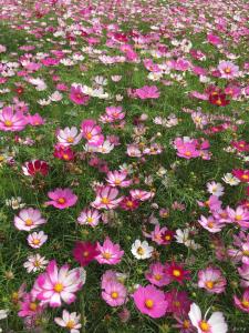 太美 | 关庙梅庙格桑花开启霸屏模式！