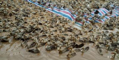 快乐的小鸭子 嘎嘎嘎……